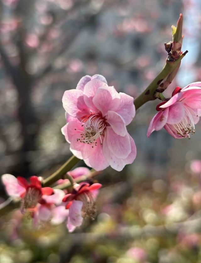 青島中山公園每年一度賞花季旅遊攻略