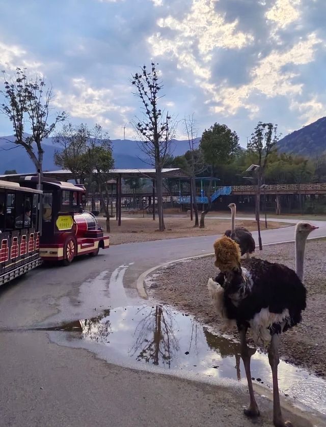 湖州龍之夢樂園 | 動物世界打卡