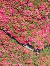 Rhododendrons at Mulan Yunwu Mountain 🌺