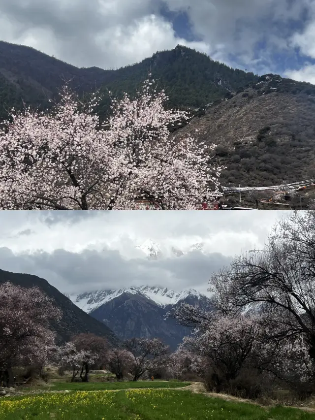 Capturing Fairy Tale Scenes | No Need to Go to Suosong Village for Peach Blossoms in Nyingchi Anymore