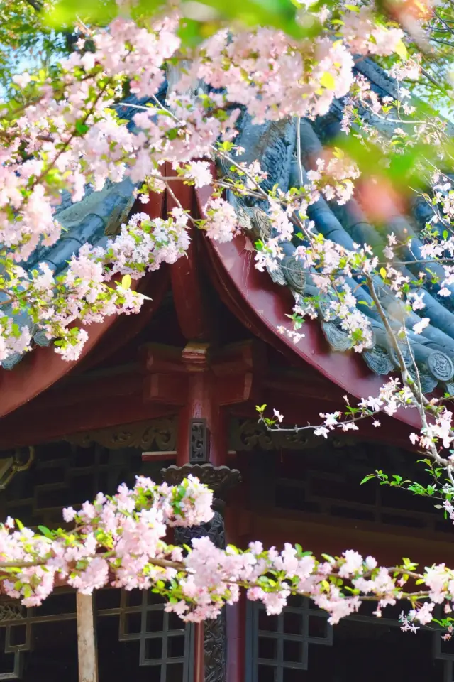 成都棠湖公園「柔枝恰恰語流鶯，西府名花冠蜀城