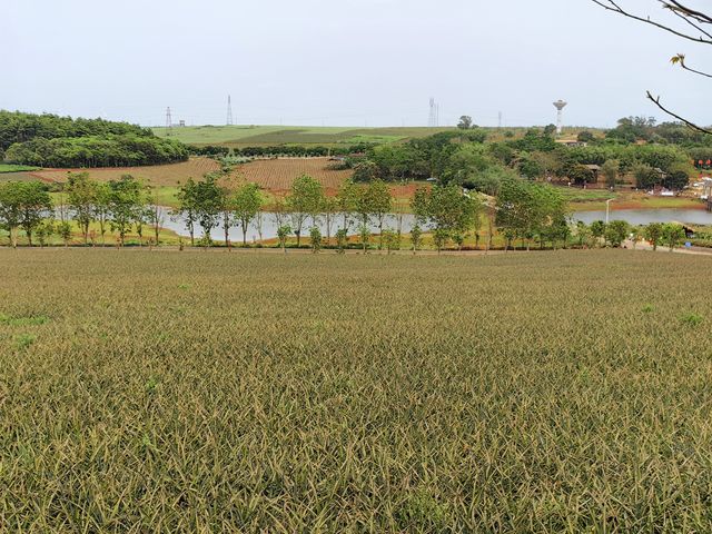 玩轉湛江｜菠蘿的海