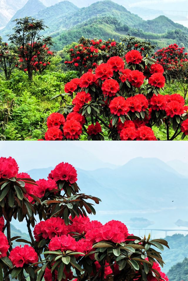 相約無憂谷 杜鵑花開滿山紅