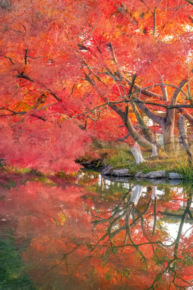 Are the red maples of Hangzhou's West Lake here to repay a favor?~