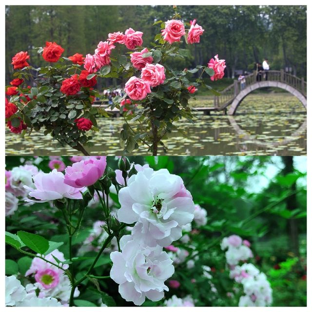 四月賞花主力軍——武漢植物園玫瑰花園