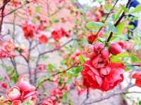 春日踏青賞花，與春天來一場浪漫之約