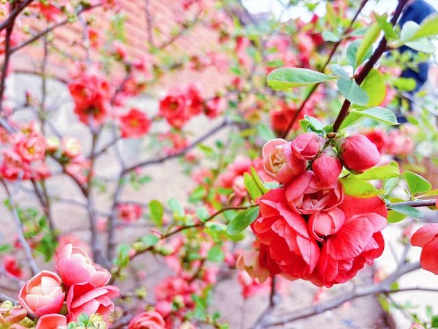 春日踏青賞花，與春天來一場浪漫之約