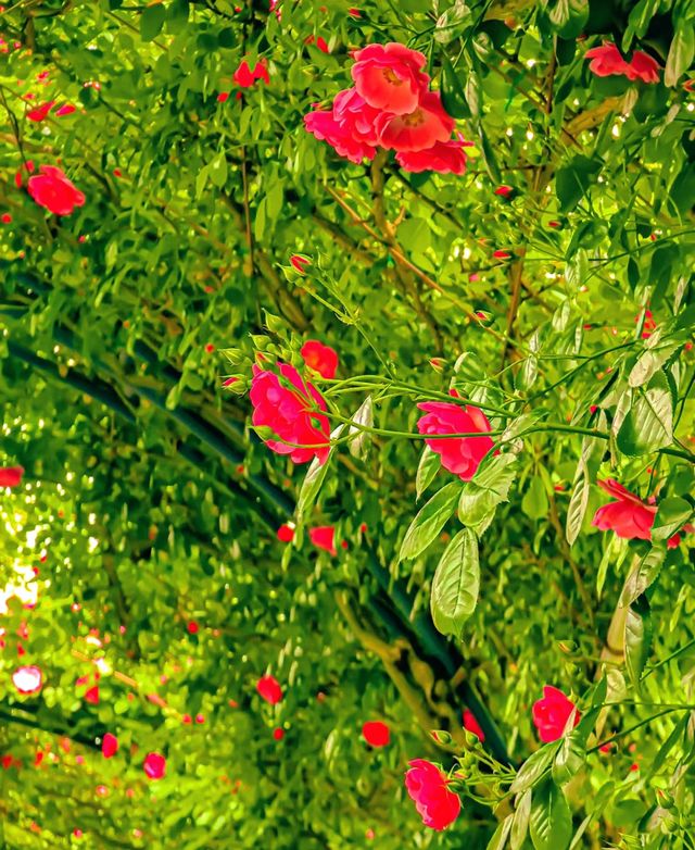 五一假期別錯過了廣富林郊野公園的花廊