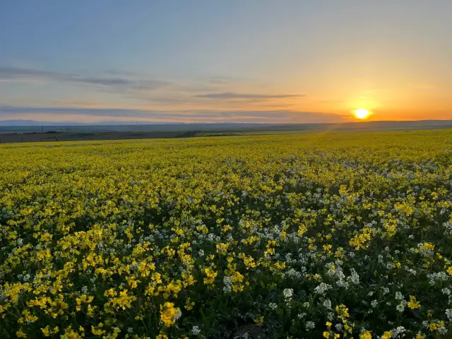 The flower sea in Yili is so beautiful!