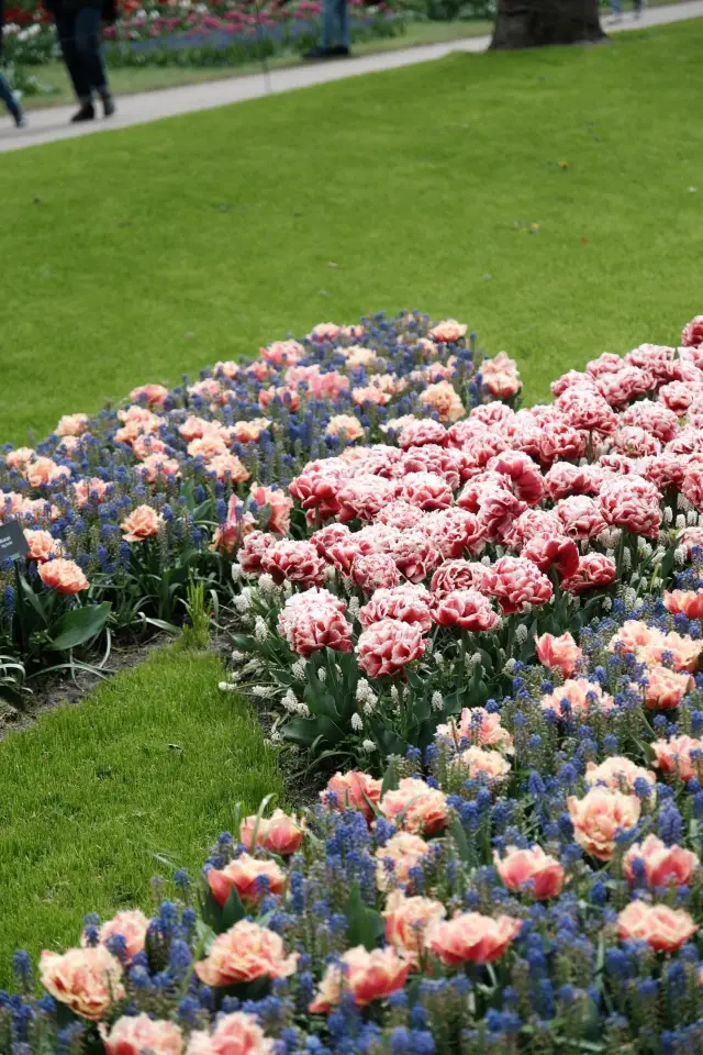 Keukenhof in the Netherlands: An Ocean of Tulips Awaits Your Exploration!