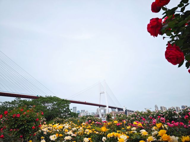 南浦大橋下的個免費月季園get