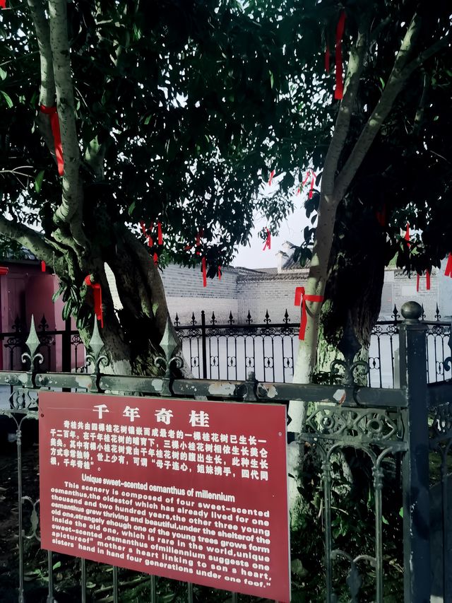 景德鎮之旅——浮梁古縣衙
