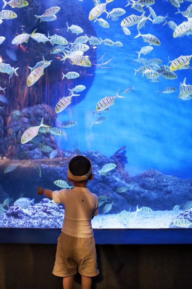 成都週末|海洋館看鯨鯊、企鵝、美人魚,種草浩海立方 成都週末|海洋館看鯨鯊、企鵝、美人魚,種草浩海立方