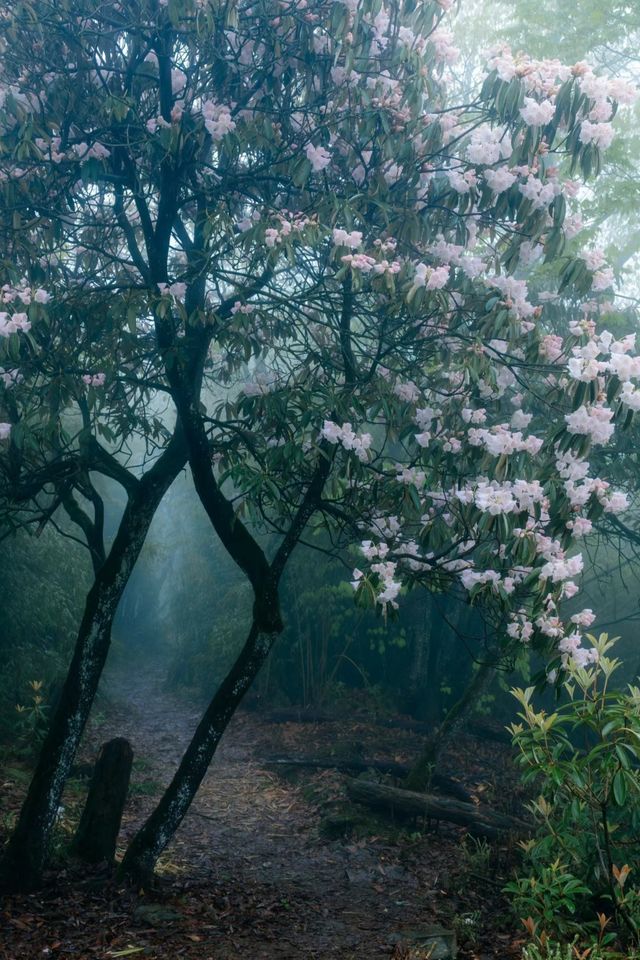 神瀑溝後山