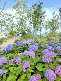 徐匯這個公園不宣傳繡球花海糊塗啊