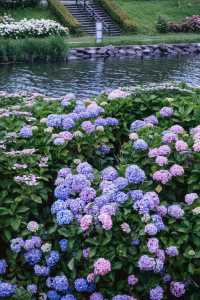 東京舊中川 | 晴空塔下紫陽花開滿河岸