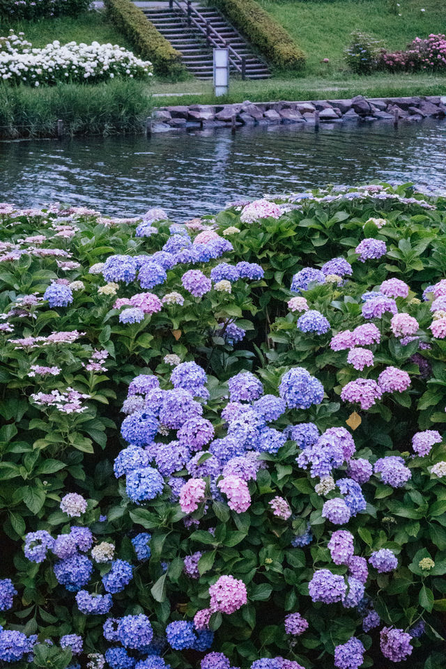 東京舊中川 | 晴空塔下紫陽花開滿河岸