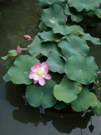 藏在香港九龍公園的展覽，還有看不夠的荷花