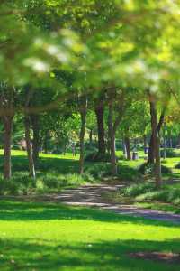 夏日森系秘境，來顧村公園“森呼吸”