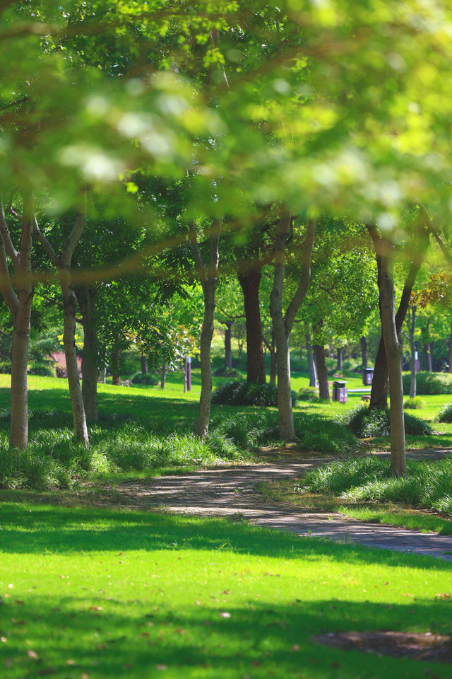 夏日森系秘境，來顧村公園“森呼吸”