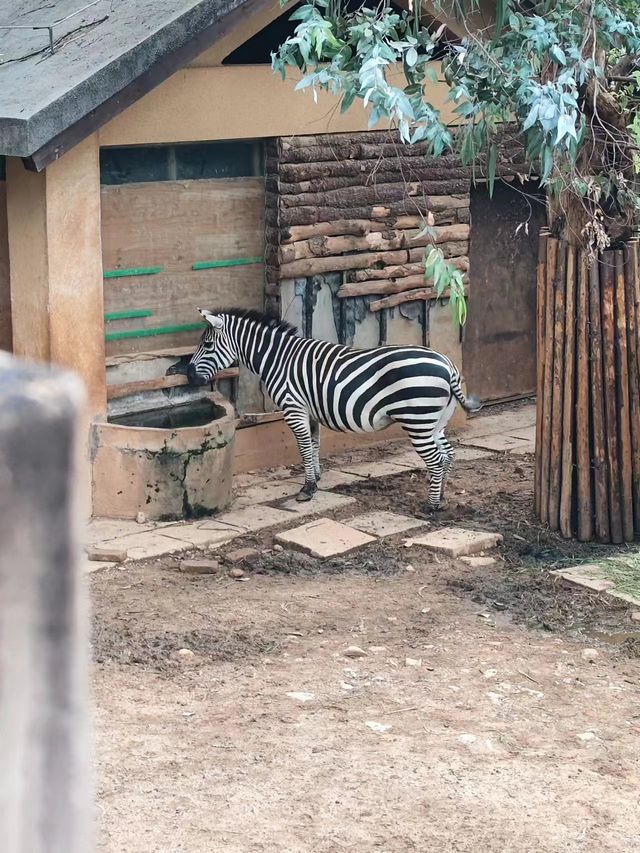昆明圓通山動物園