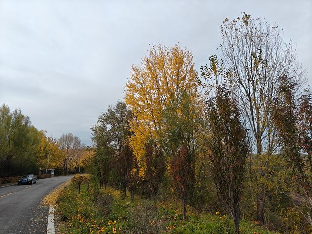 崛圍山秋景~紅楓黃葉綠樹蒼柏美不勝收。