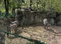 走進動物世界狂歡｜林肯公園動物園。