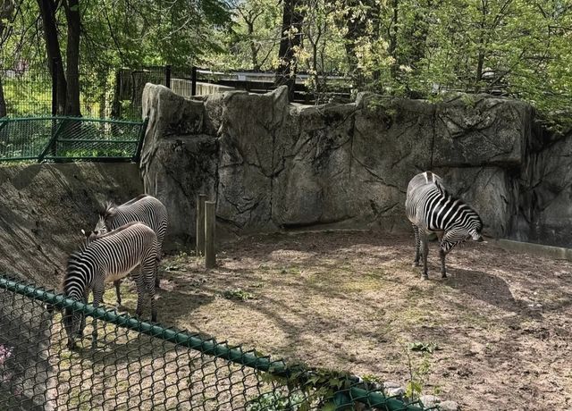 走進動物世界狂歡｜林肯公園動物園。
