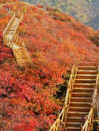 我被震撼了，滿山紅葉看得眼花繚亂。