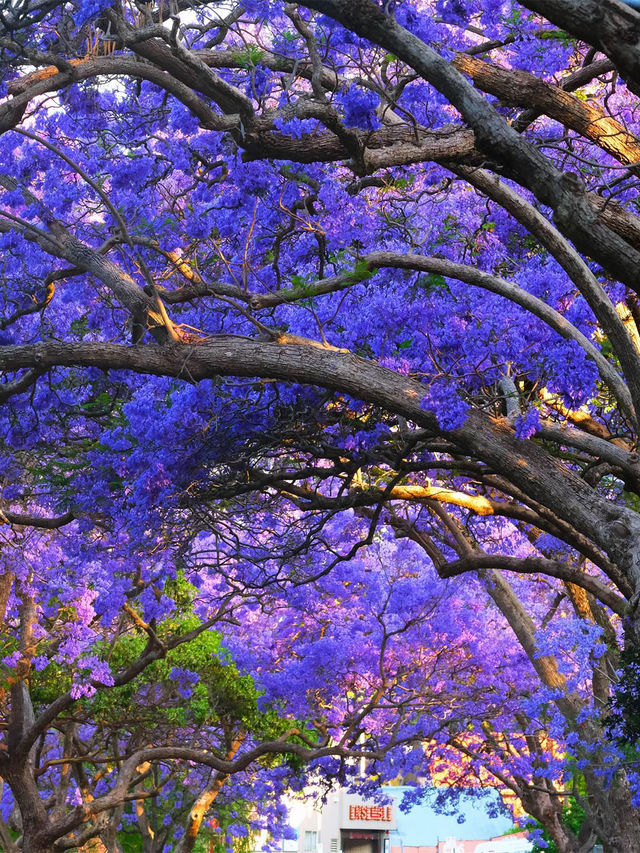 Sydney's Jacaranda Season: Don't Miss These 8 Blooming Spots