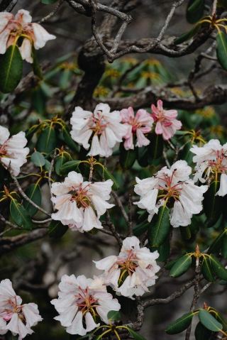 陝西牛背梁國家森林公園|天然的基因寶庫。