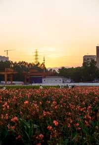 滿眼粉色這就是深圳觀瀾河公園的浪漫。
