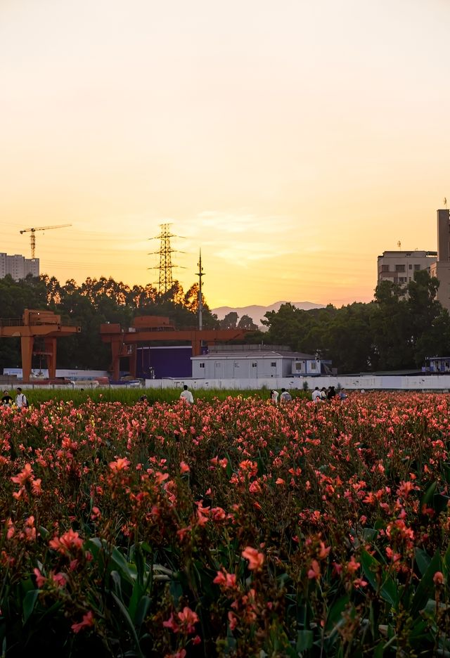 滿眼粉色這就是深圳觀瀾河公園的浪漫。