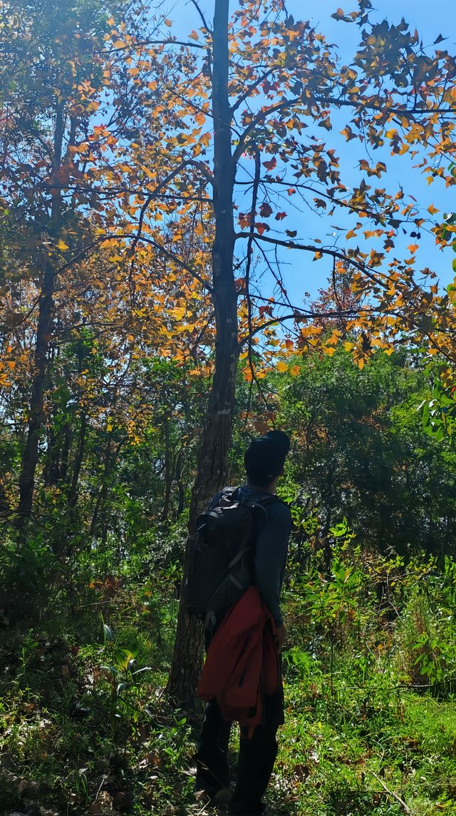 據說這裡的高山草甸獨屬海南·同款阿勒泰天花板
