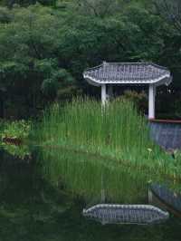 深圳四海公園賞花啦～泰國櫻花 絨果決明