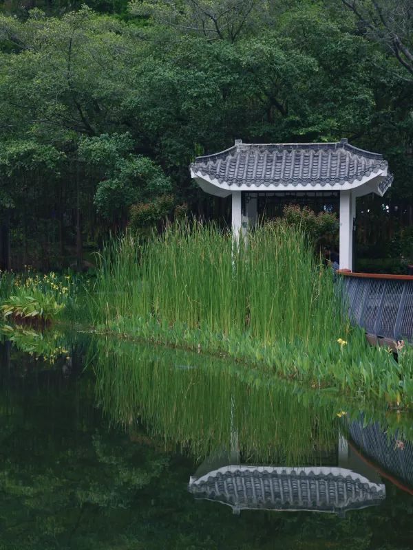 深圳四海公園賞花啦～泰國櫻花 絨果決明