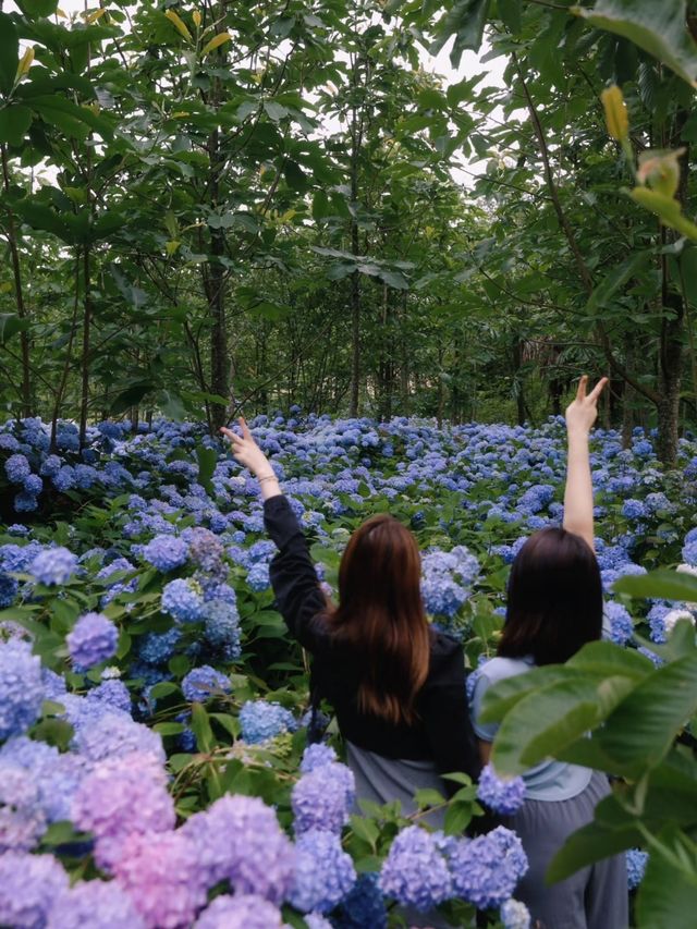 【達州拍照】巴山大峽谷·繡球花海