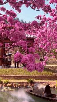 不輸京都櫻花 廣東這片粉色花海封神了