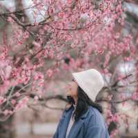 "水戶偕樂園：徜徉在千年梅花的詩意夢境中" 