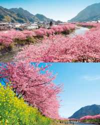 日本河津櫻花祭，賞櫻來啦，附攻略！