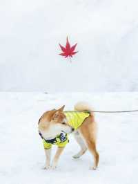 給南方人一點大雪震撼，初雪和廬山適配度拉滿
