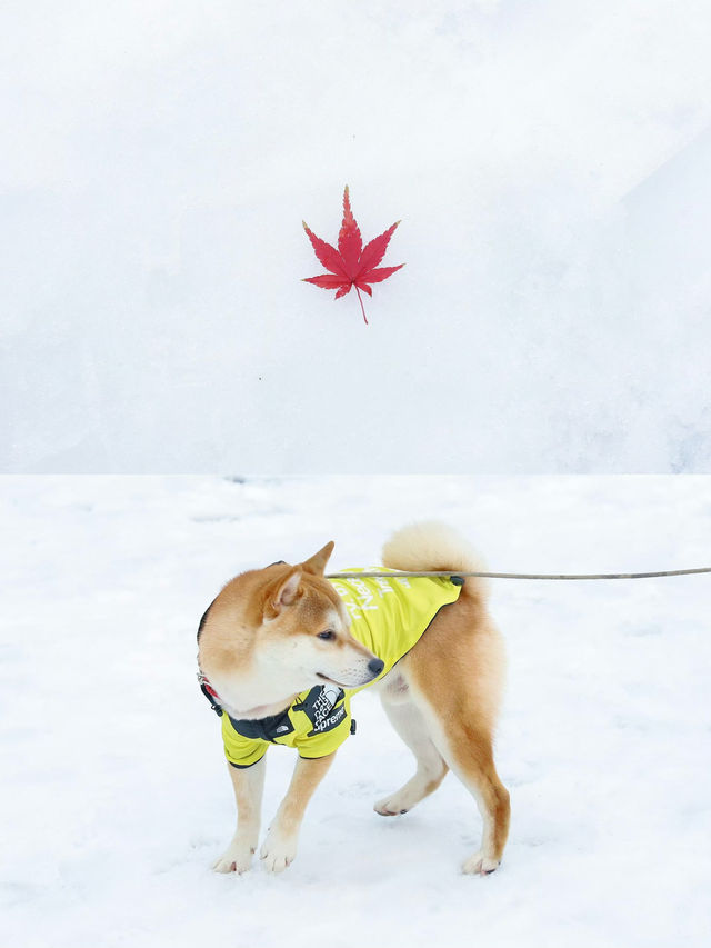 給南方人一點大雪震撼，初雪和廬山適配度拉滿
