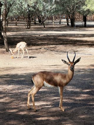 Abu Dhabi - Anantara Al Sahel Villa Resort: A Romantic Encounter with the African Savannah