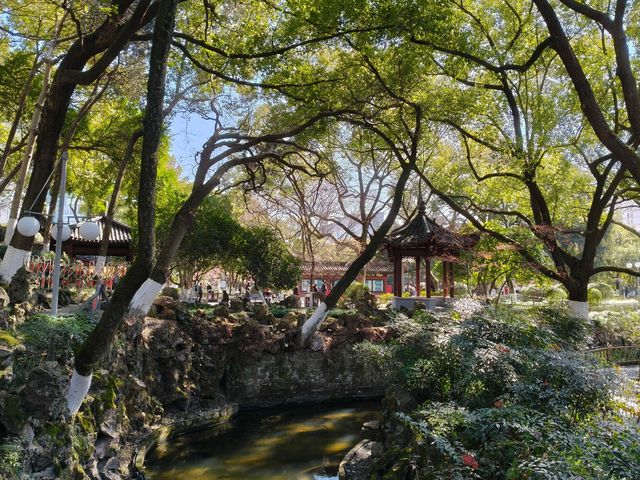 寧波中山公園遇上早春紅梅！