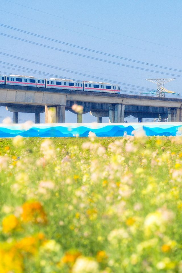 廣州油菜花海
