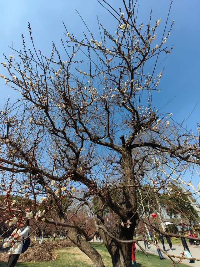 賞梅丨世紀公園