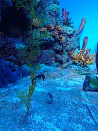上海海洋水族館打卡超長海底隧道