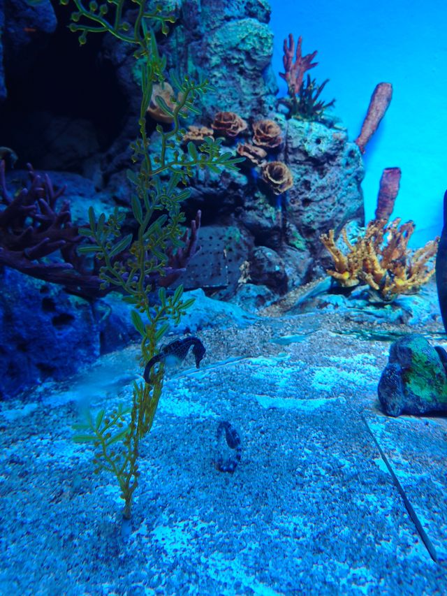 上海海洋水族館打卡超長海底隧道