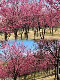 福州小眾花海境，人少景美還出片