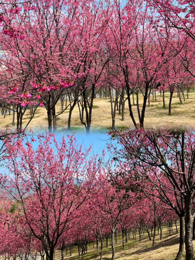 福州小眾花海境，人少景美還出片